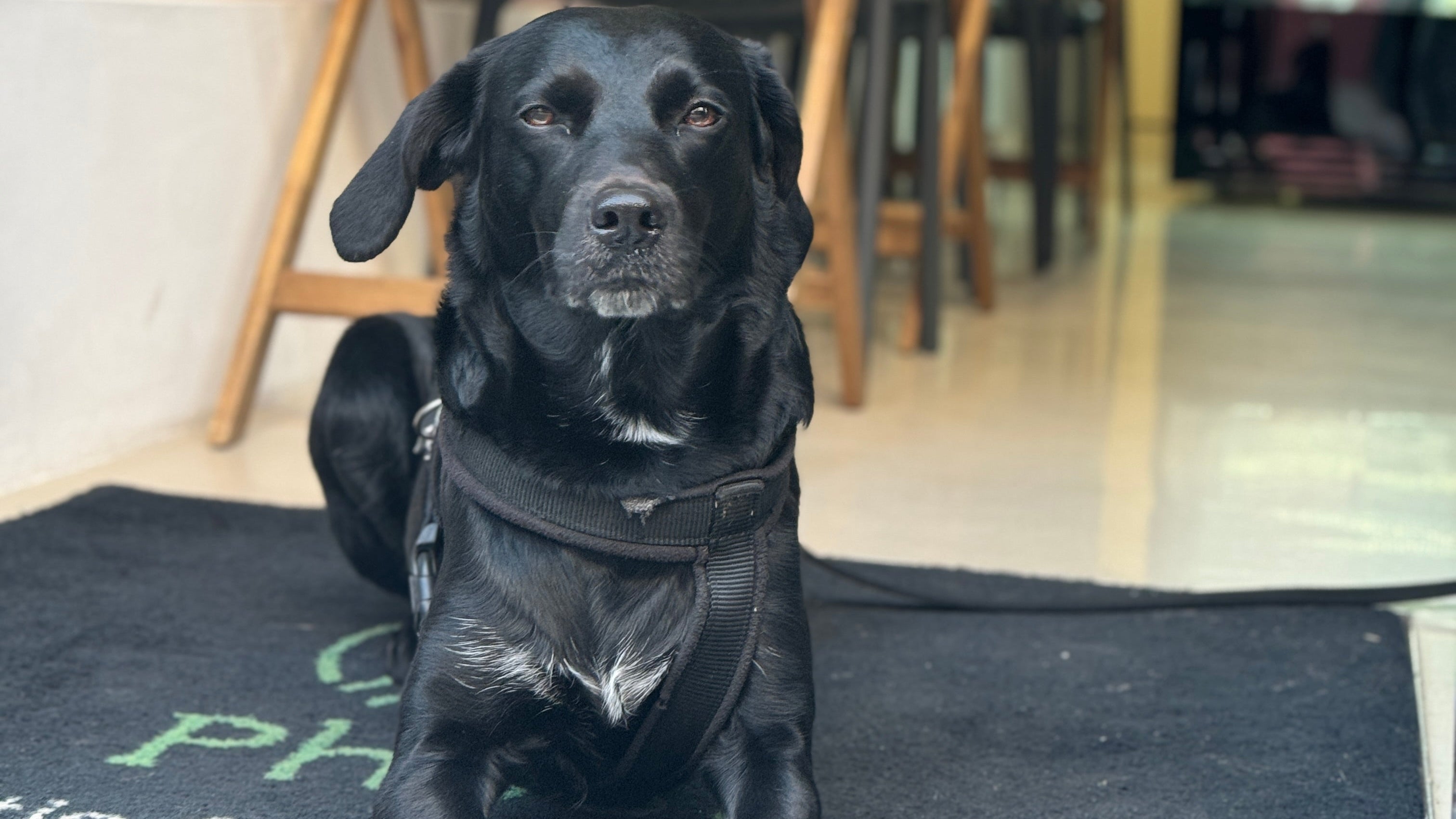 Ivy: Von der Straße Griechenlands ins Herz von Ludwigsburg