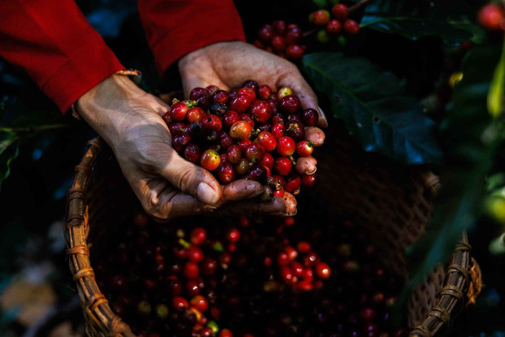 Bedeutung von Specialty Coffee!