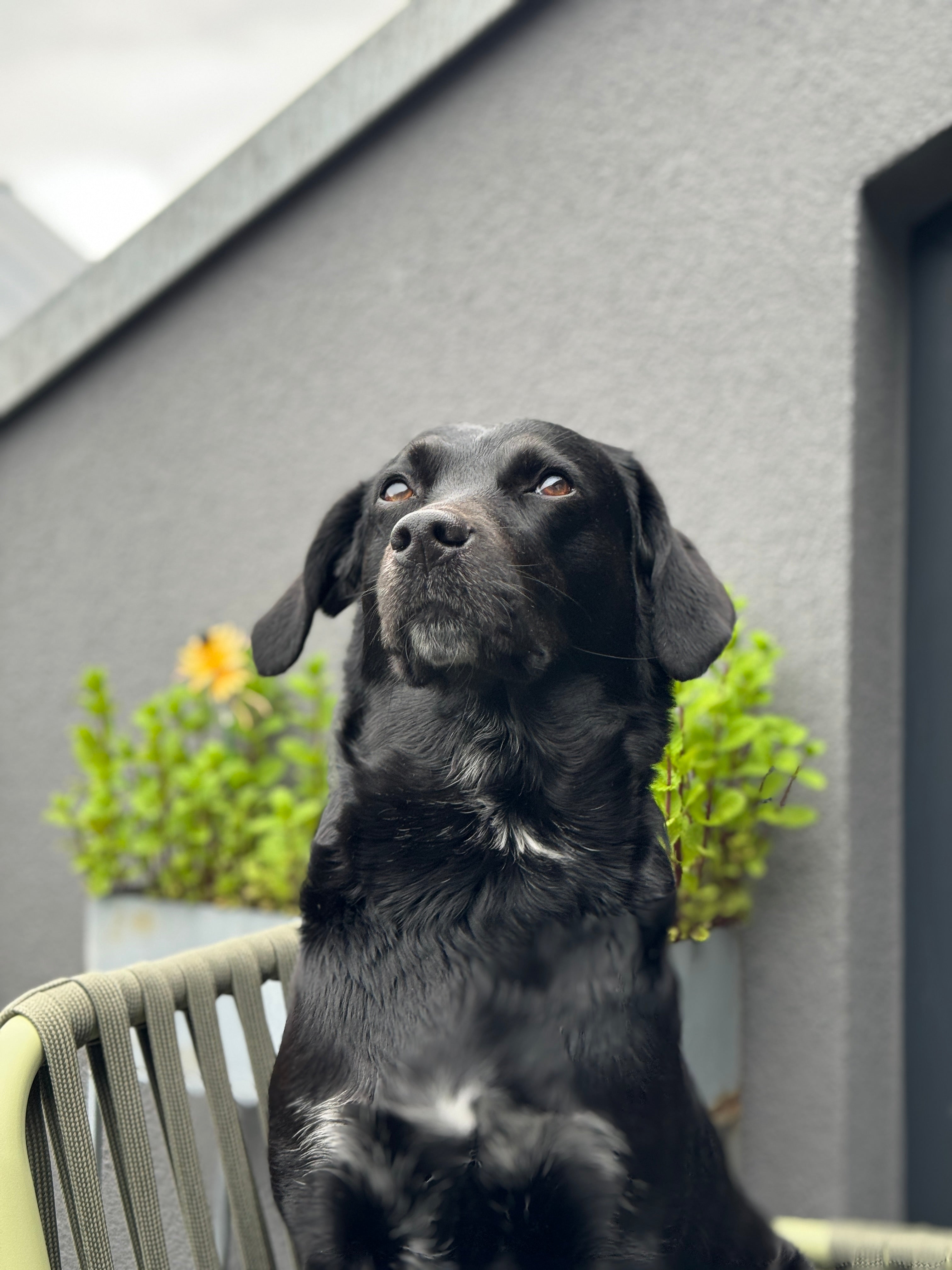 slideshow background