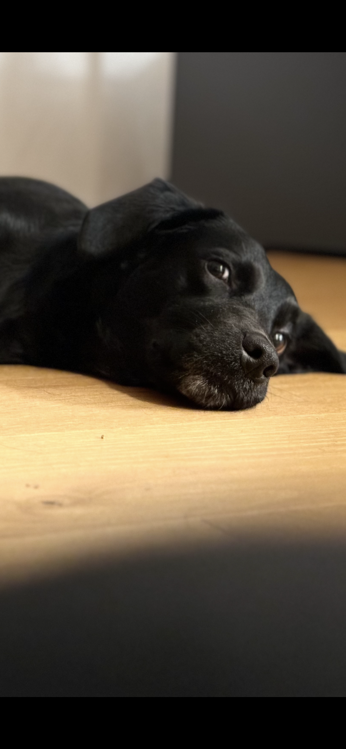 slideshow background